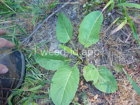 dock, broadleaf